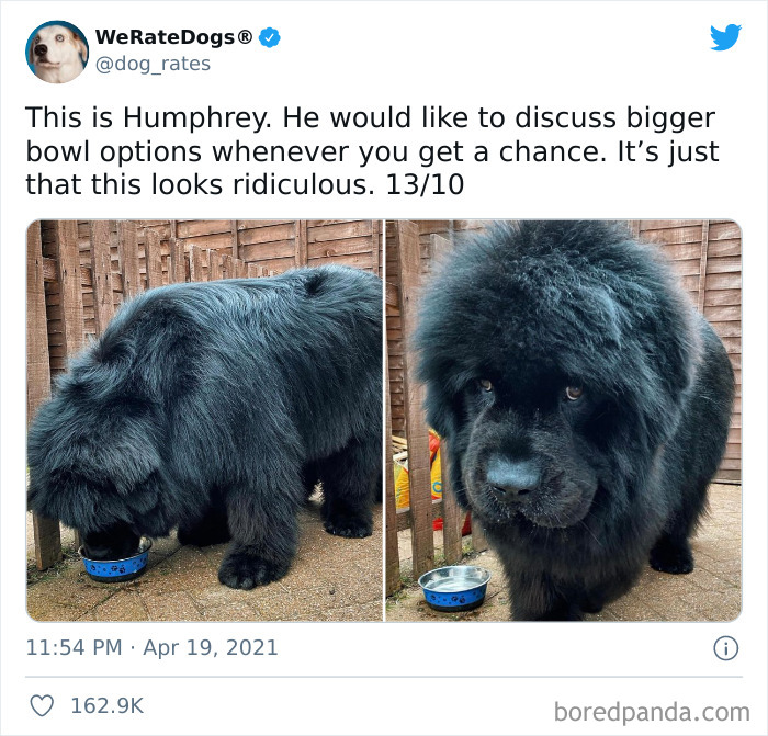 Dog-Rates-Twitter