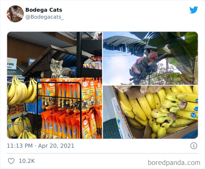 Cats-Store-Bodega-Pics