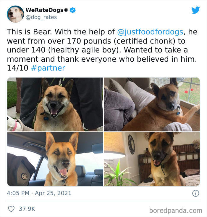 Dog-Rates-Twitter