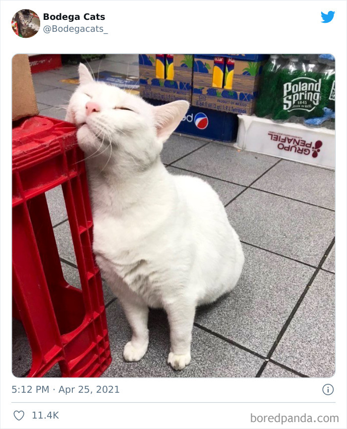 Cats-Store-Bodega-Pics