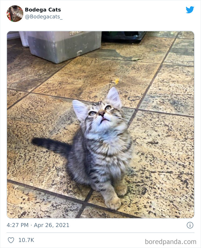 Cats-Store-Bodega-Pics