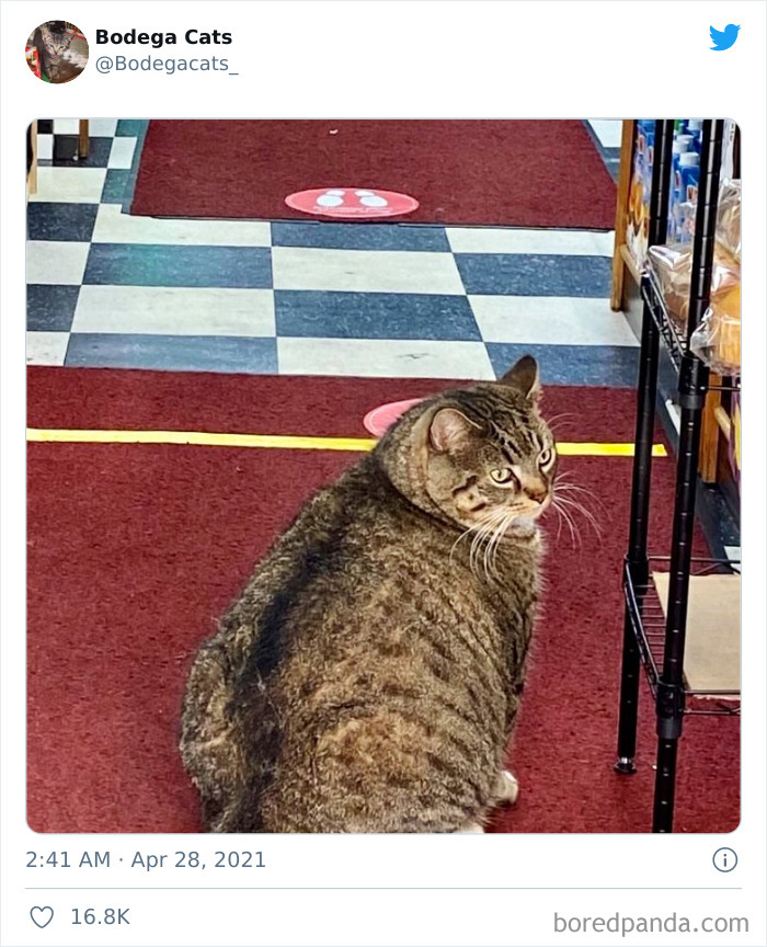 Cats-Store-Bodega-Pics