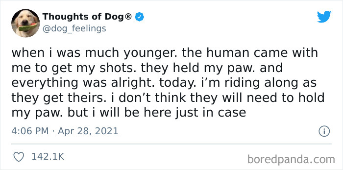 Funny-Tweets-Thoughts-Of-Dog
