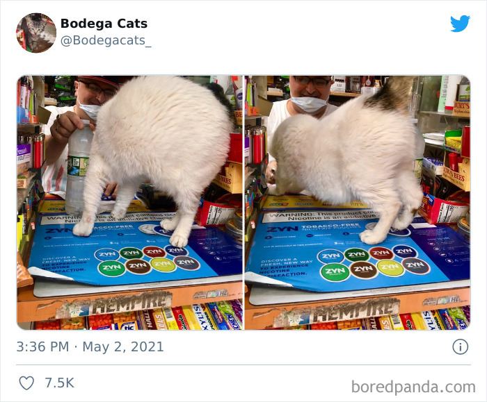 Cats-Store-Bodega-Pics