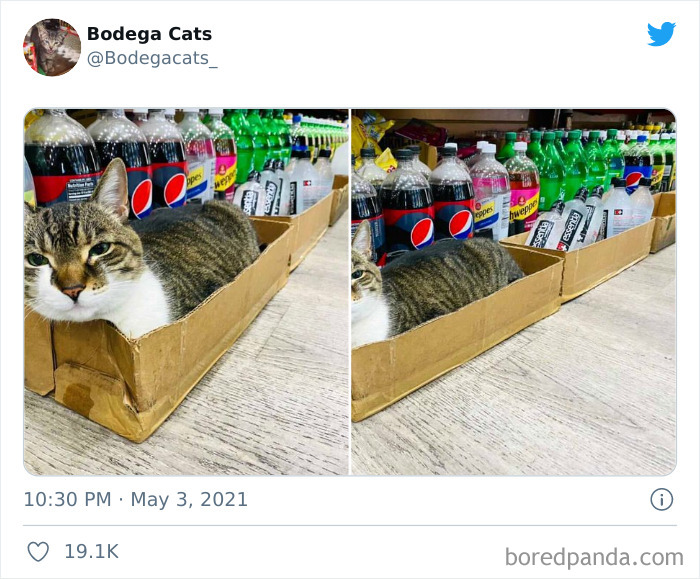 Cats-Store-Bodega-Pics