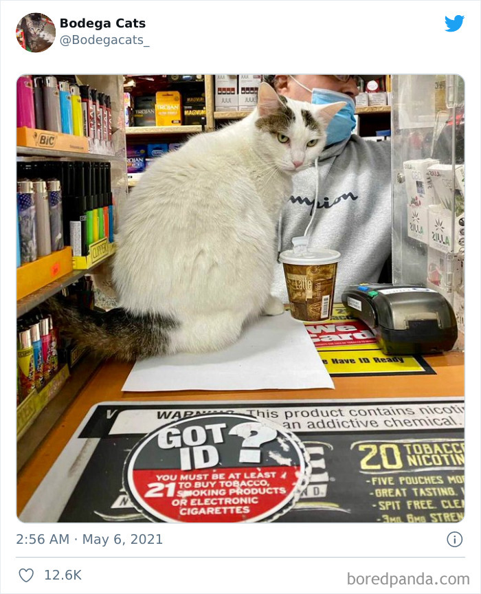 Cats-Store-Bodega-Pics