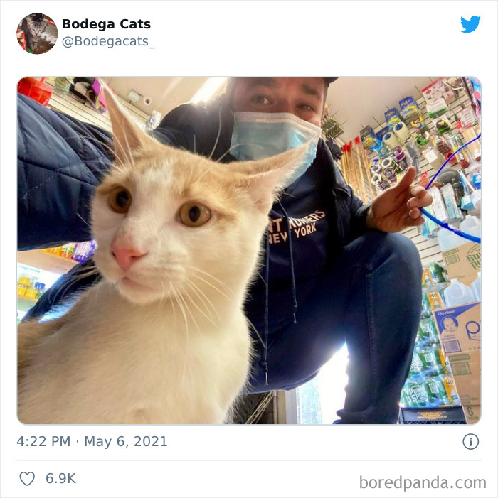 Cats-Store-Bodega-Pics