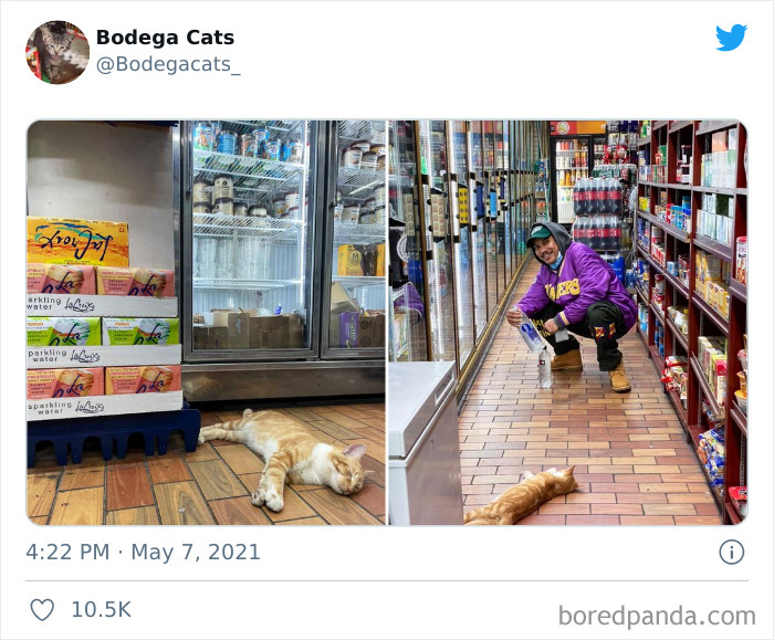 Cats-Store-Bodega-Pics