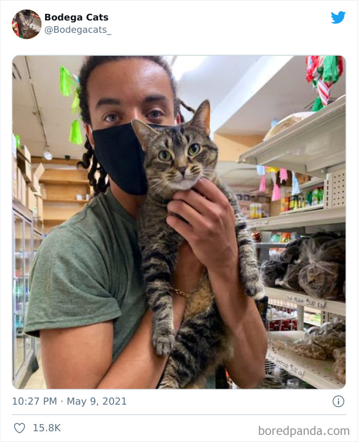 Cats-Store-Bodega-Pics