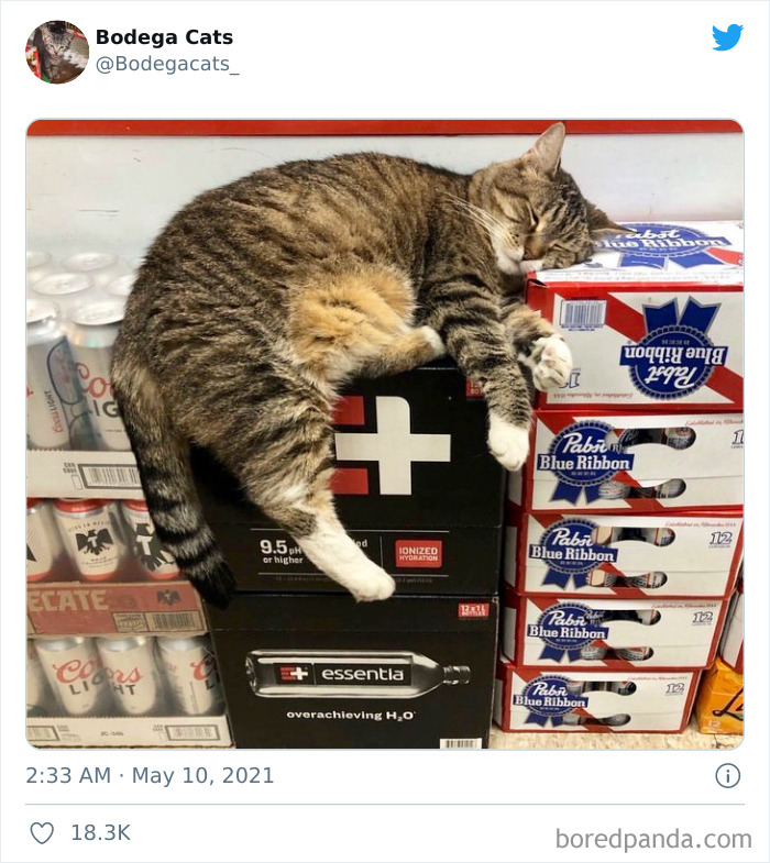 Cats-Store-Bodega-Pics