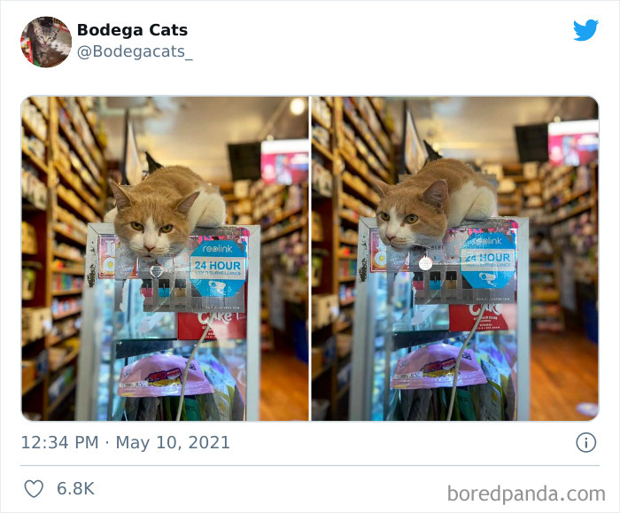 Cats-Store-Bodega-Pics