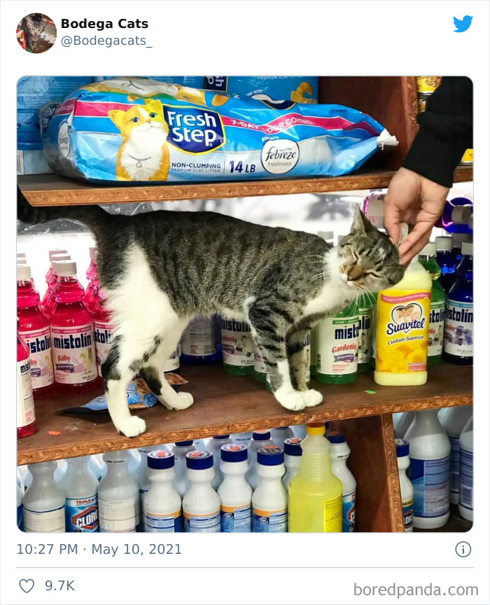 Cats-Store-Bodega-Pics