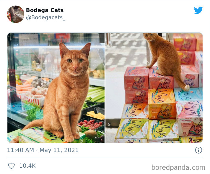 Cats-Store-Bodega-Pics