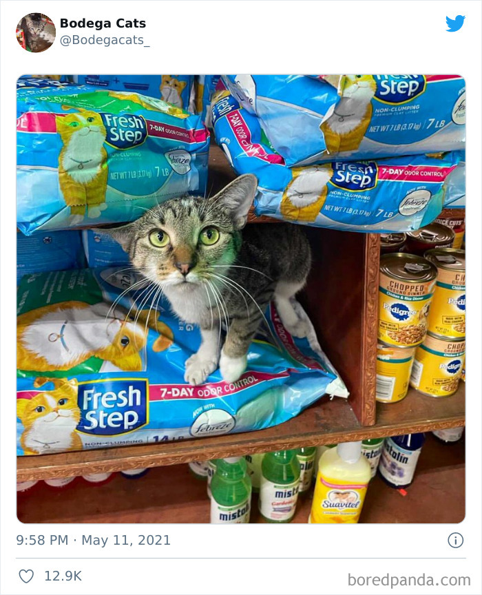 Cats-Store-Bodega-Pics