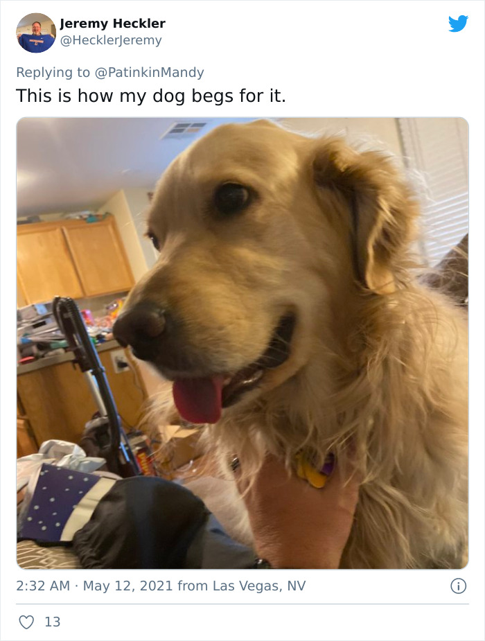 Puppy-Eyes-Begging-For-Food