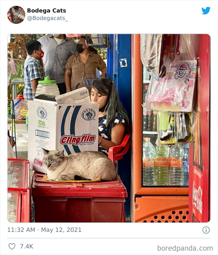 Cats-Store-Bodega-Pics