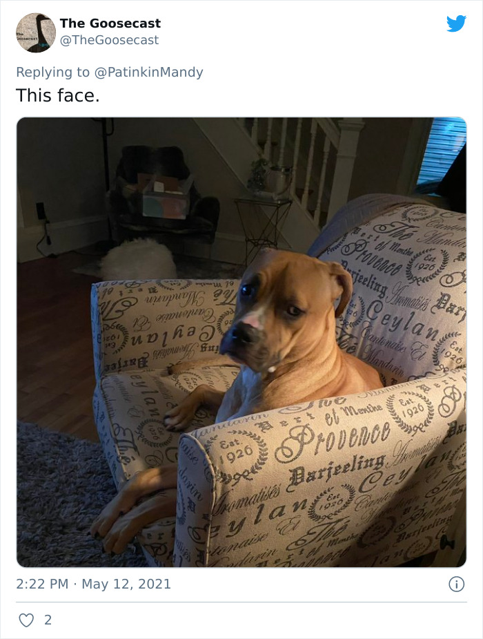 Puppy-Eyes-Begging-For-Food