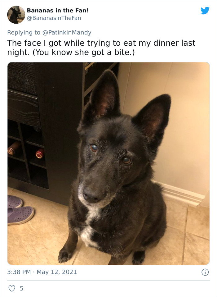 Puppy-Eyes-Begging-For-Food