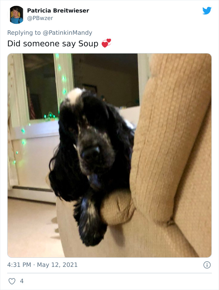 Puppy-Eyes-Begging-For-Food