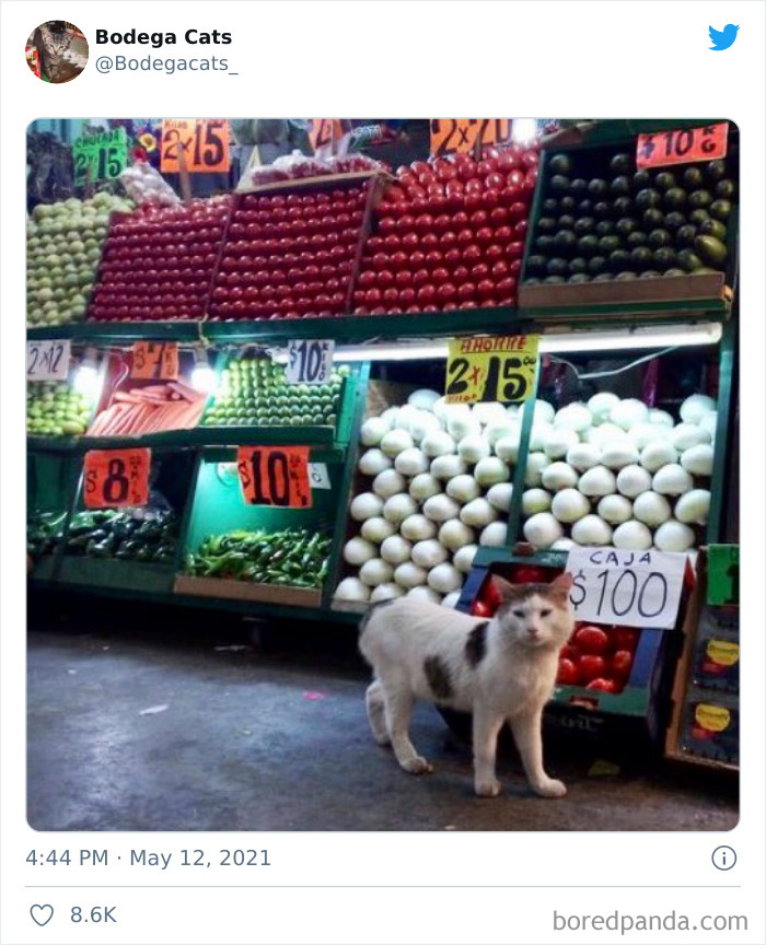 Cats-Store-Bodega-Pics