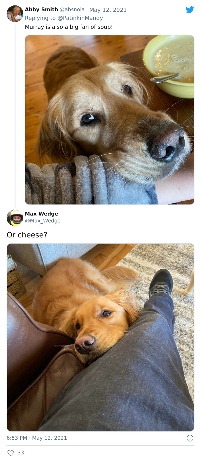 Puppy-Eyes-Begging-For-Food