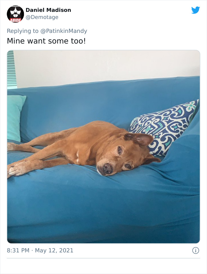 Puppy-Eyes-Begging-For-Food