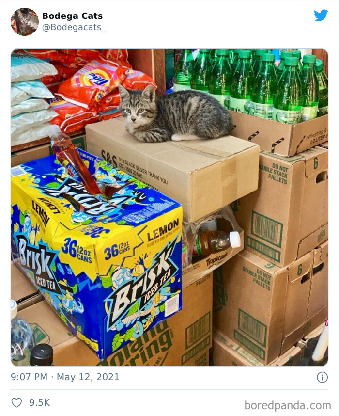 Cats-Store-Bodega-Pics