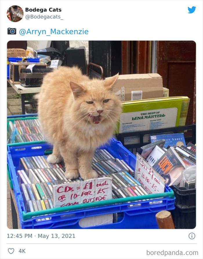 Cats-Store-Bodega-Pics