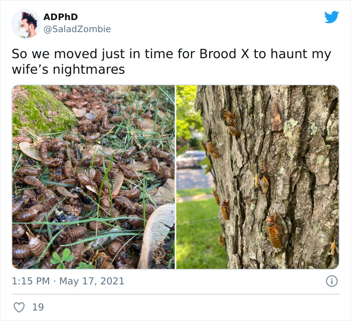 Cicadas-Emerge-After-17-Years