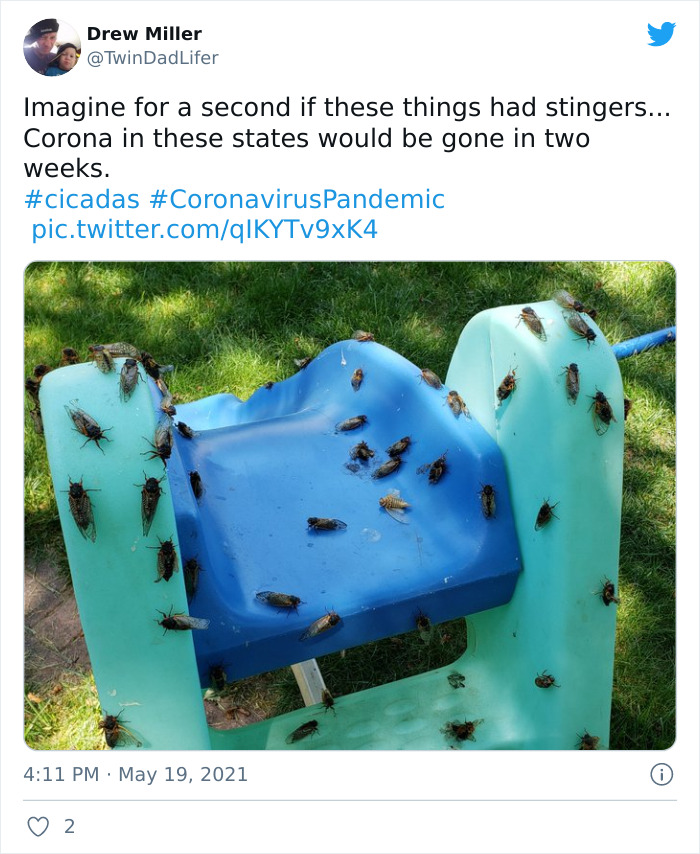 Cicadas-Emerge-After-17-Years