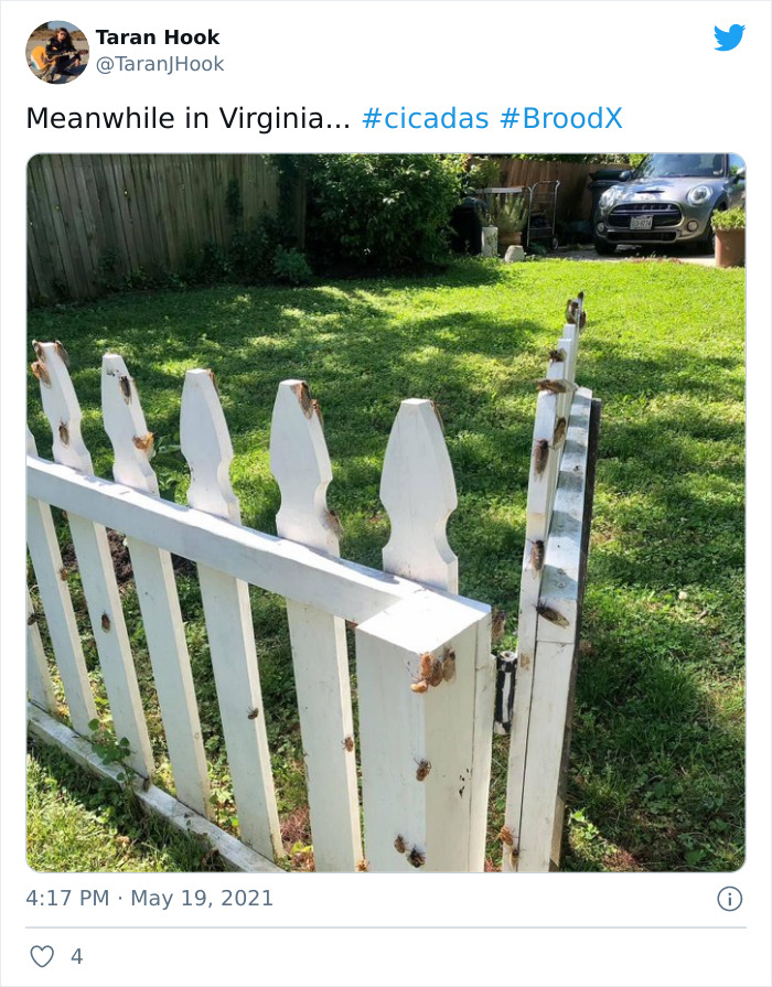 Cicadas-Emerge-After-17-Years