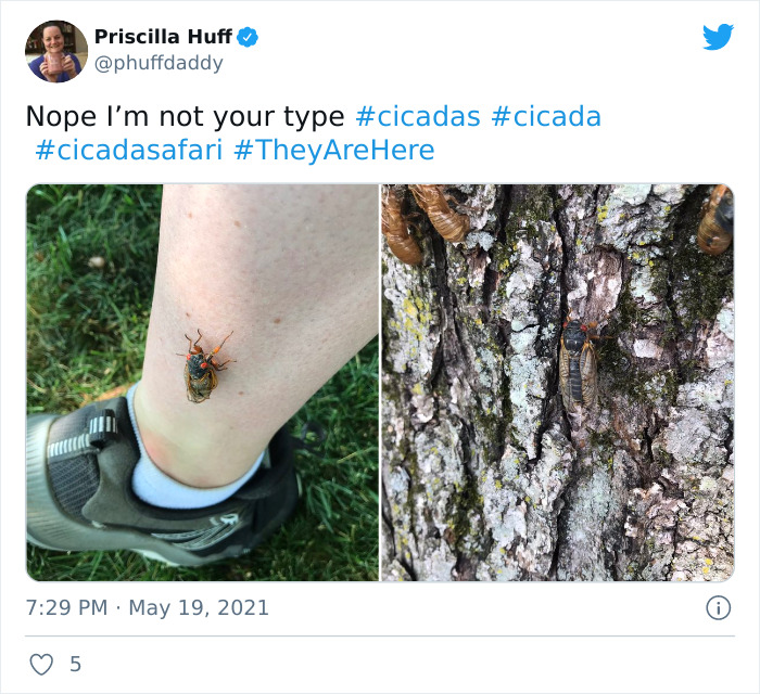 Cicadas-Emerge-After-17-Years