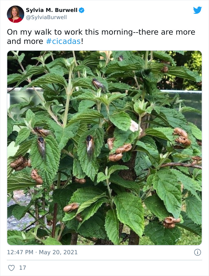 Cicadas-Emerge-After-17-Years