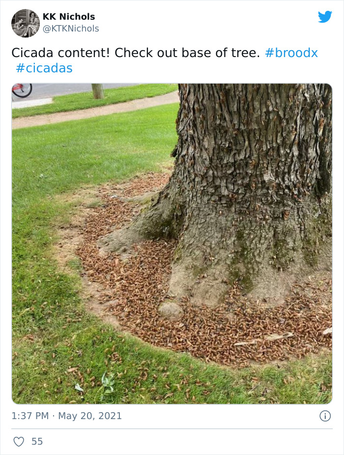 Cicadas-Emerge-After-17-Years