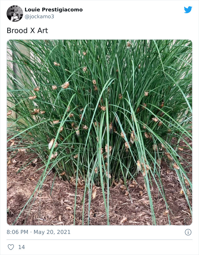 Cicadas-Emerge-After-17-Years