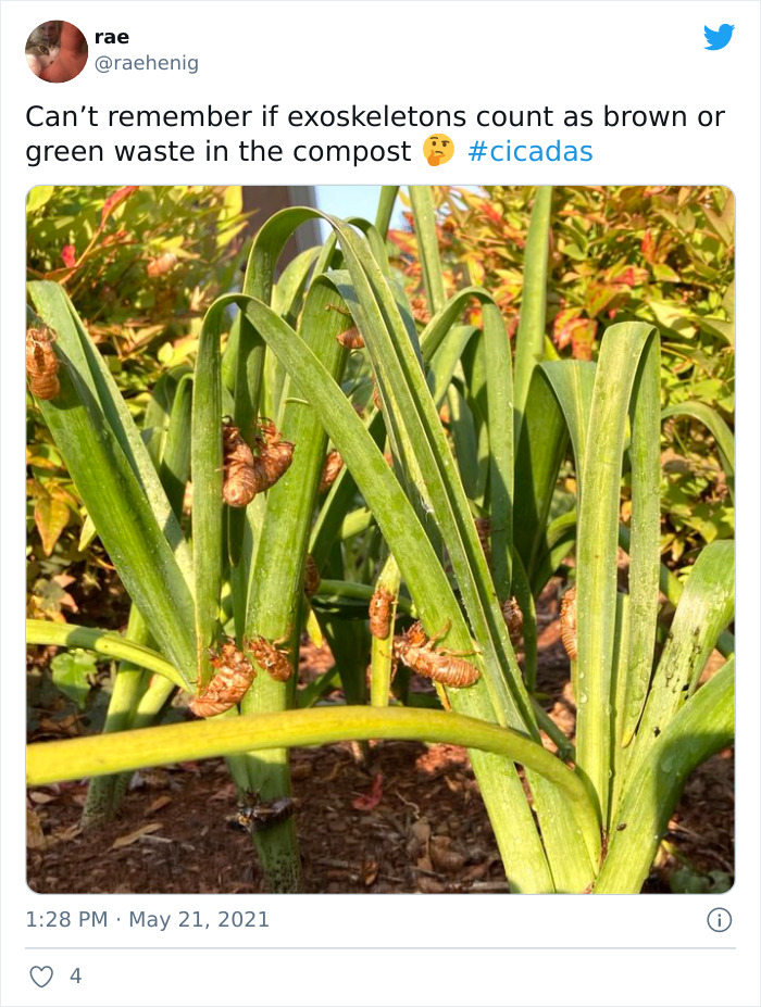 Cicadas-Emerge-After-17-Years