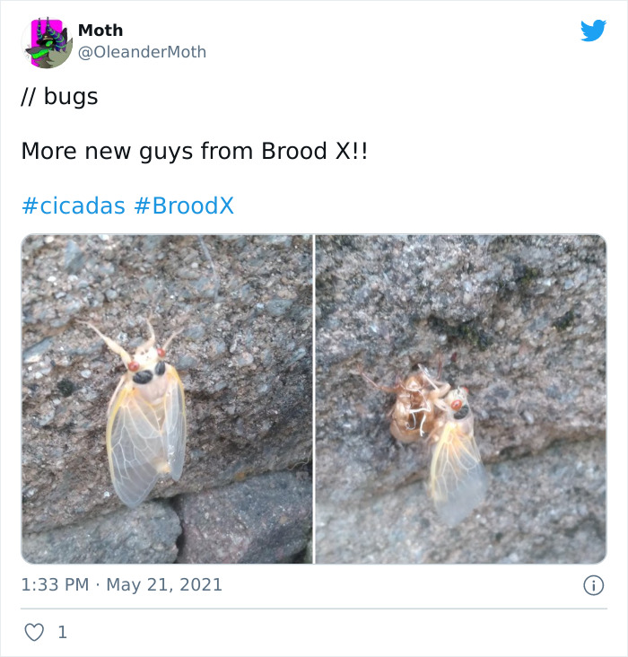 Cicadas-Emerge-After-17-Years