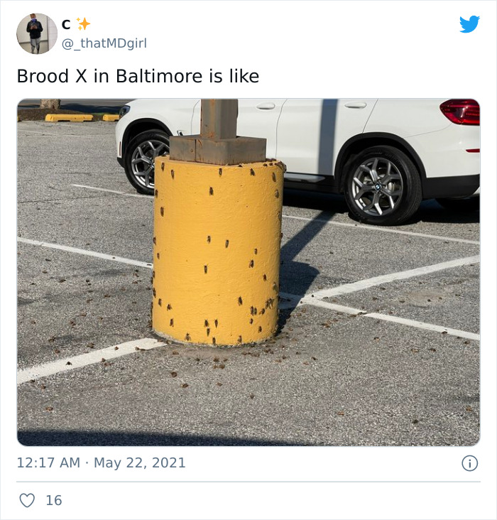 Cicadas-Emerge-After-17-Years