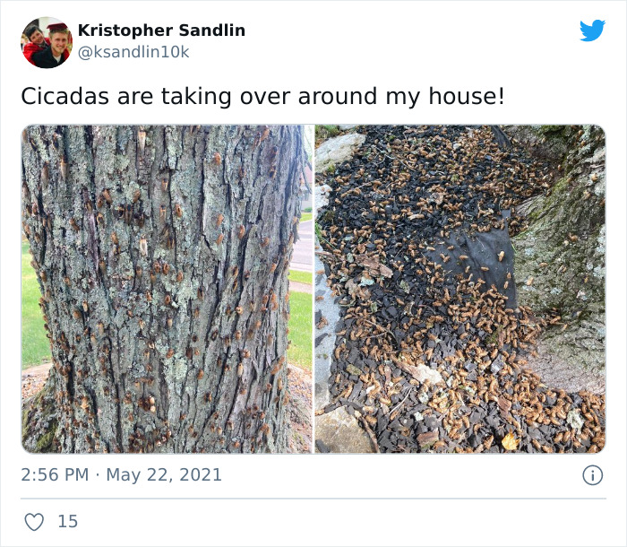 Cicadas-Emerge-After-17-Years