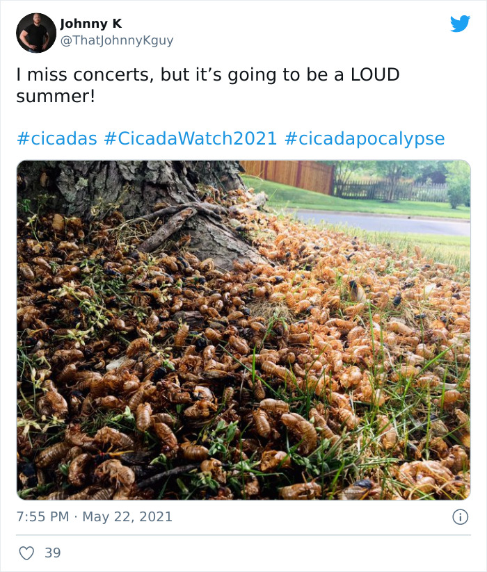 Cicadas-Emerge-After-17-Years