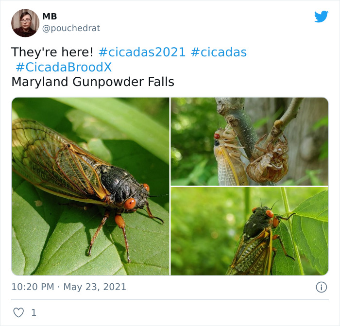 Cicadas-Emerge-After-17-Years