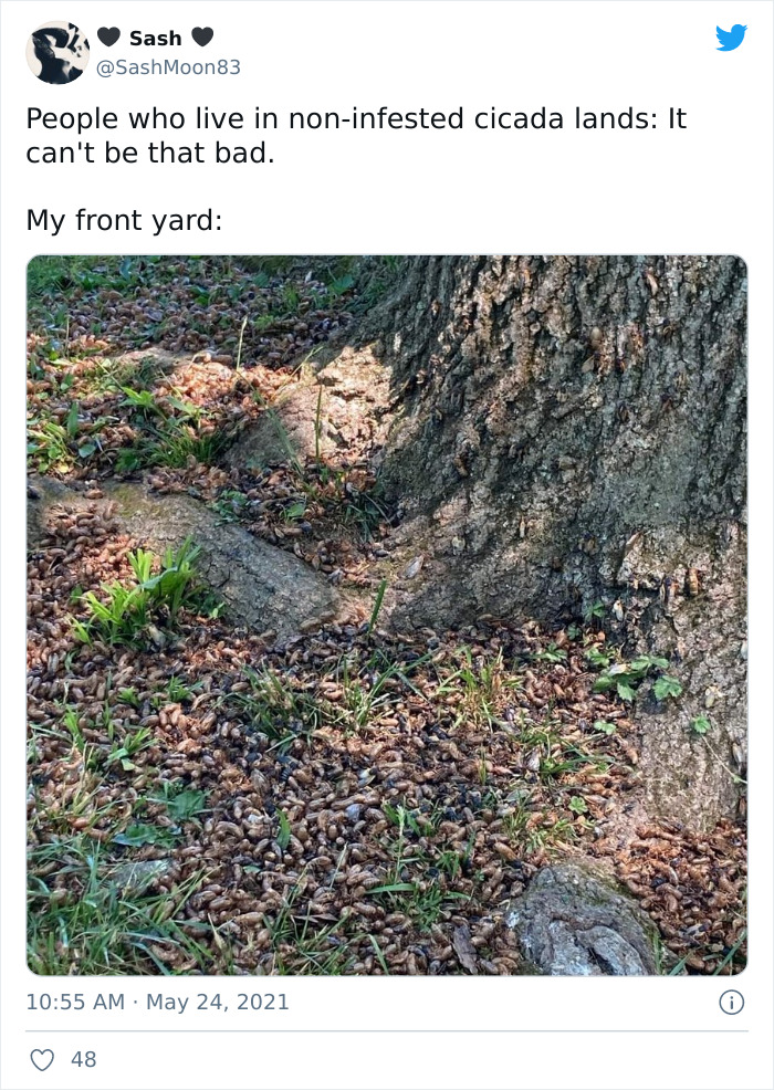 Cicadas-Emerge-After-17-Years