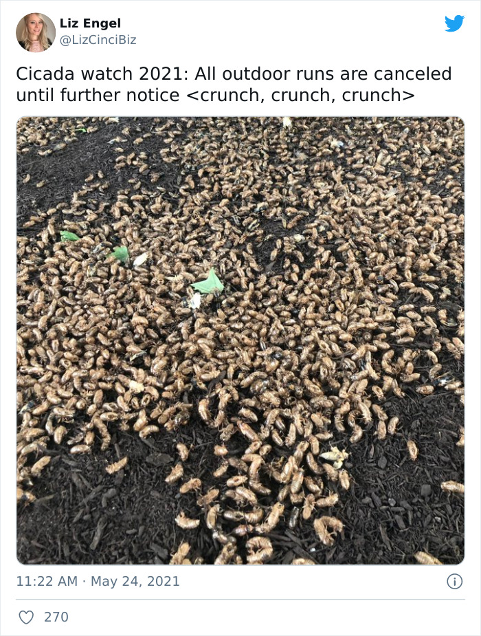 Cicadas-Emerge-After-17-Years