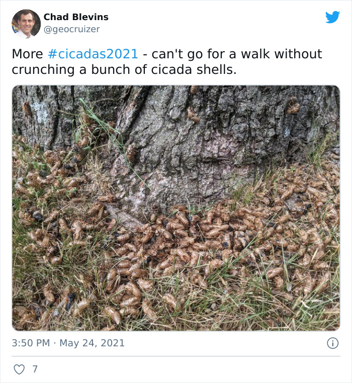 Cicadas-Emerge-After-17-Years