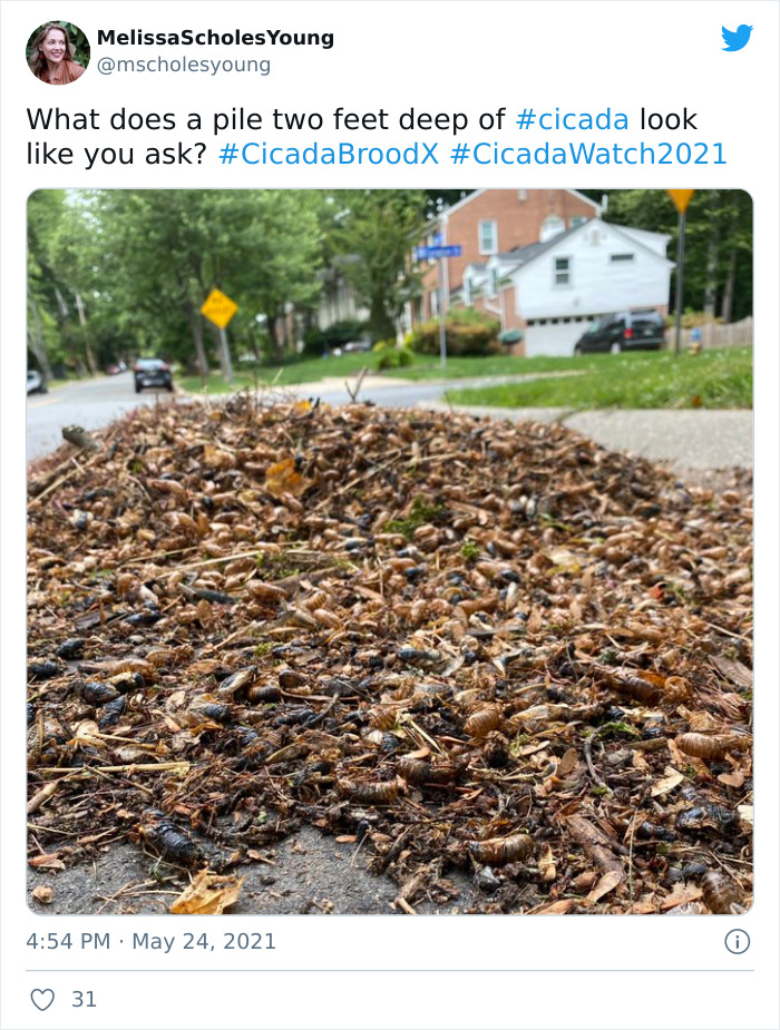 Cicadas-Emerge-After-17-Years