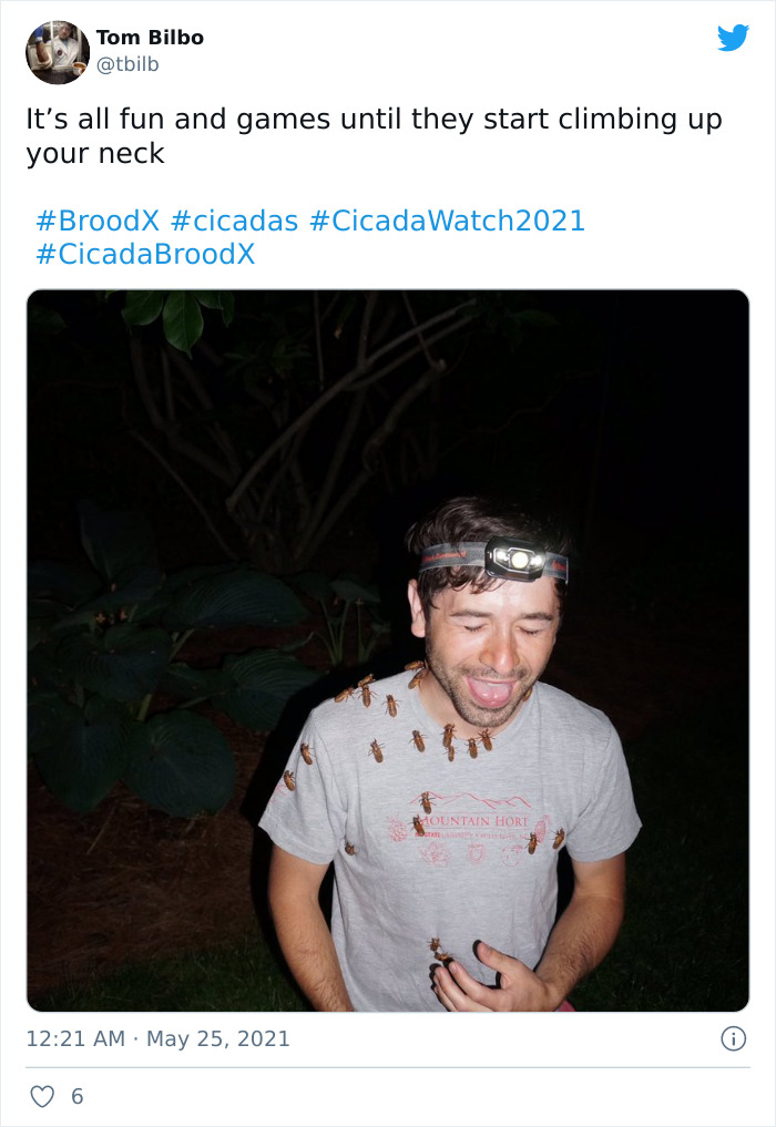 Cicadas-Emerge-After-17-Years