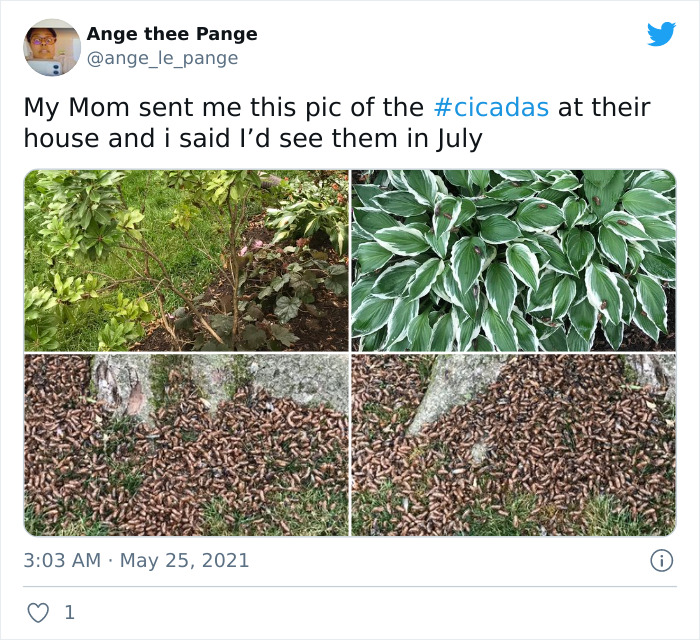 Cicadas-Emerge-After-17-Years