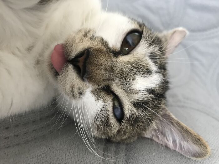 Each Time She Stretches, She Puts Her Tongue Out