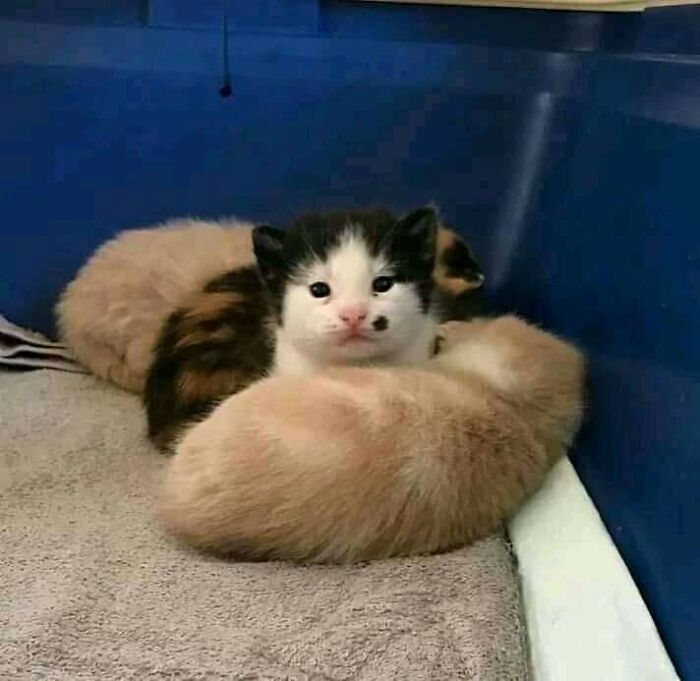 This Facebook Page Is All About Animal Images That Need To Be Seen (100 New Pics)