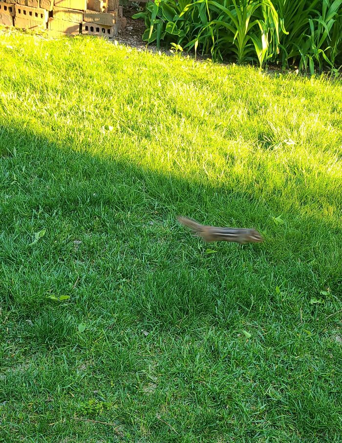 He's Going The Distance He's Going For S P E E D